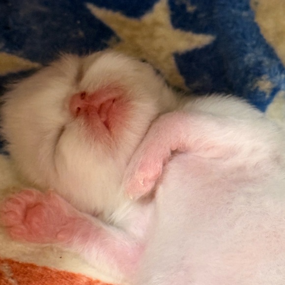 Meet your Posher, Dolly. - Picture 6 of 6